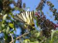 Iphiclides podalirius